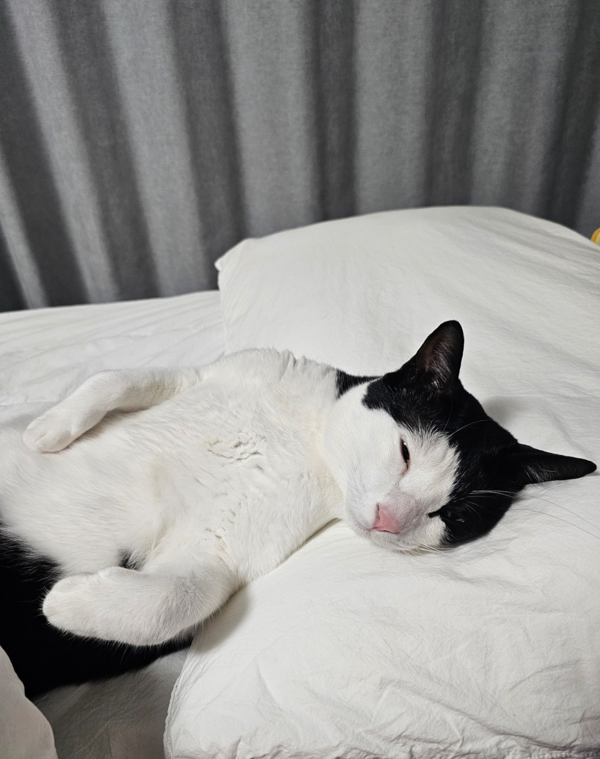 Our black-and-white cat resting