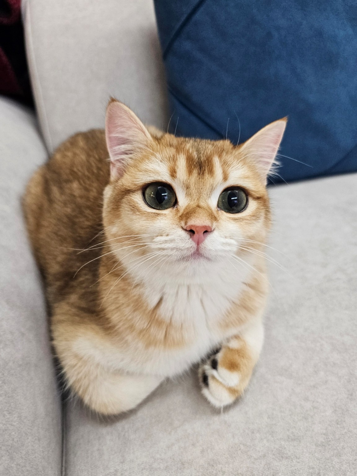 Our golden cat